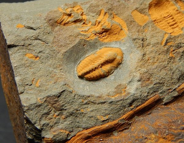 Hovedbilde  Trilobitt (Agraulos ceticephalus)