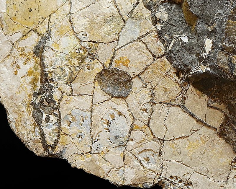 Bitemerket ammonitt (Placenticeras)