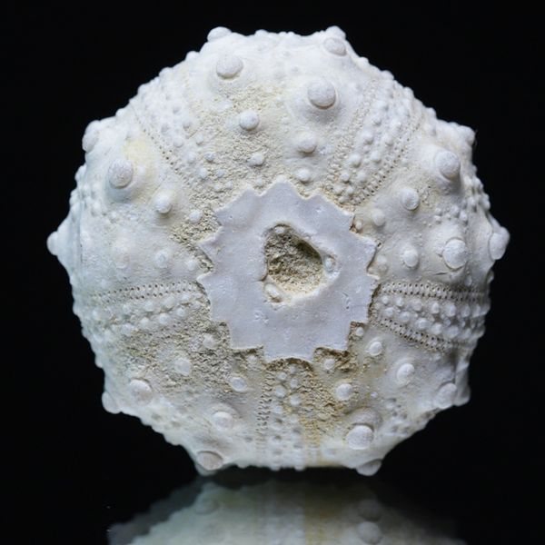 Hovedbilde Fossil kråkebolle/sjøpinnsvin (Goniopygus emmae)