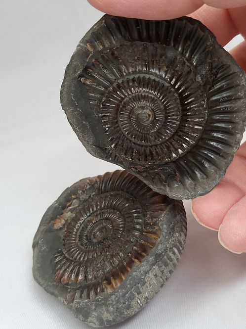 Hovedbilde Ammonitt (Dactylioceras sp.), delt nodul, Whitby, England