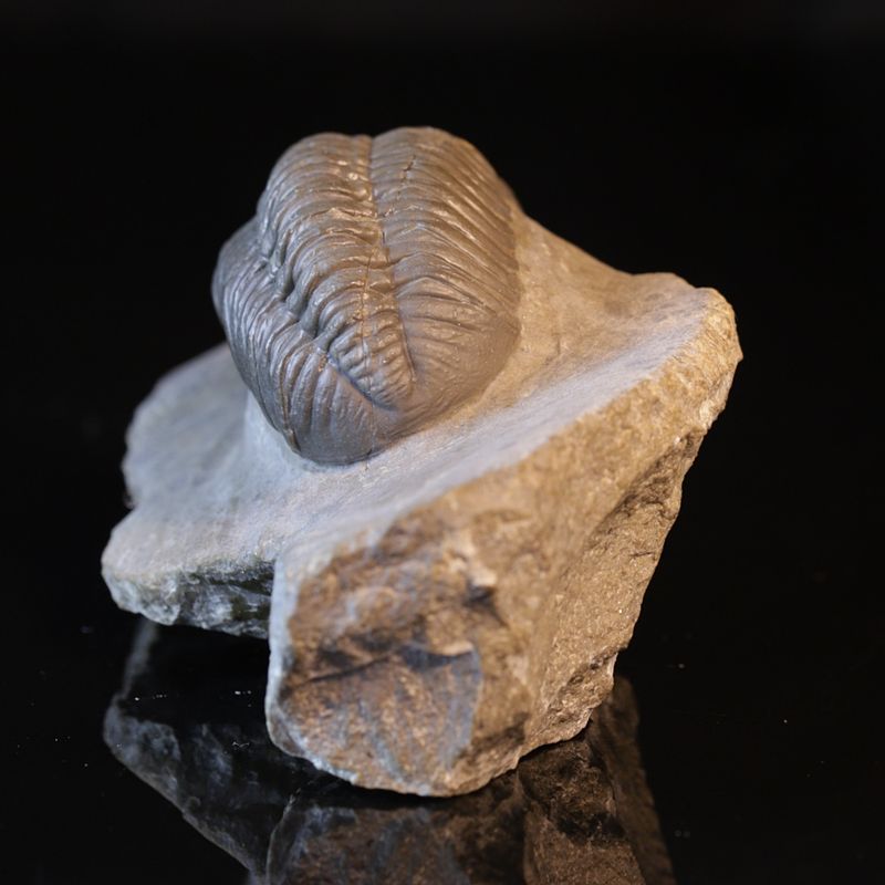  Trilobitt (Boeckops stelcki)