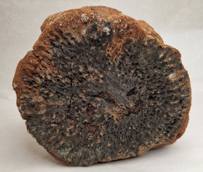 Hovedbilde Fossil hvalvirvel (minst 40,000 år)