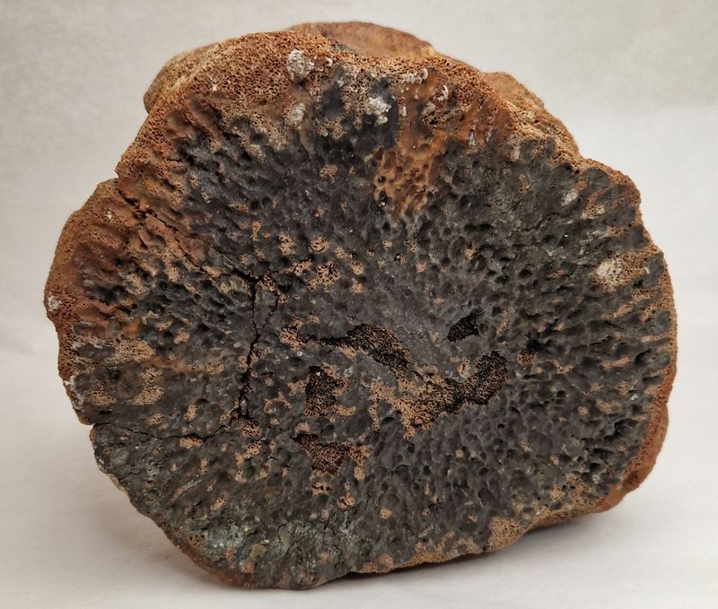 Fossil hvalvirvel (minst 40,000 år)