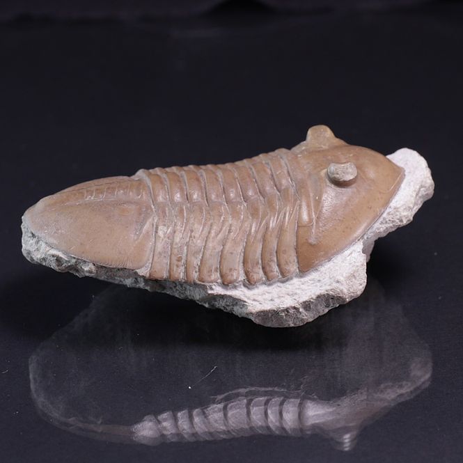 Hovedbilde Trilobitt (Asaphus lepidurus)