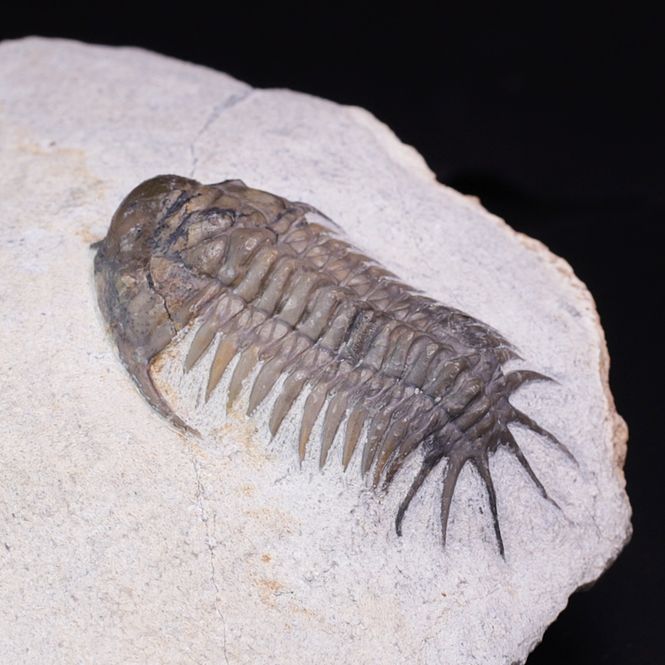 Hovedbilde  Trilobitt (Cyrtometopus sp)