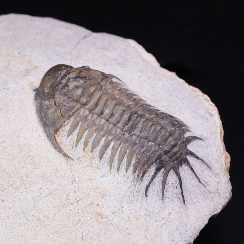  Trilobitt (Cyrtometopus sp)