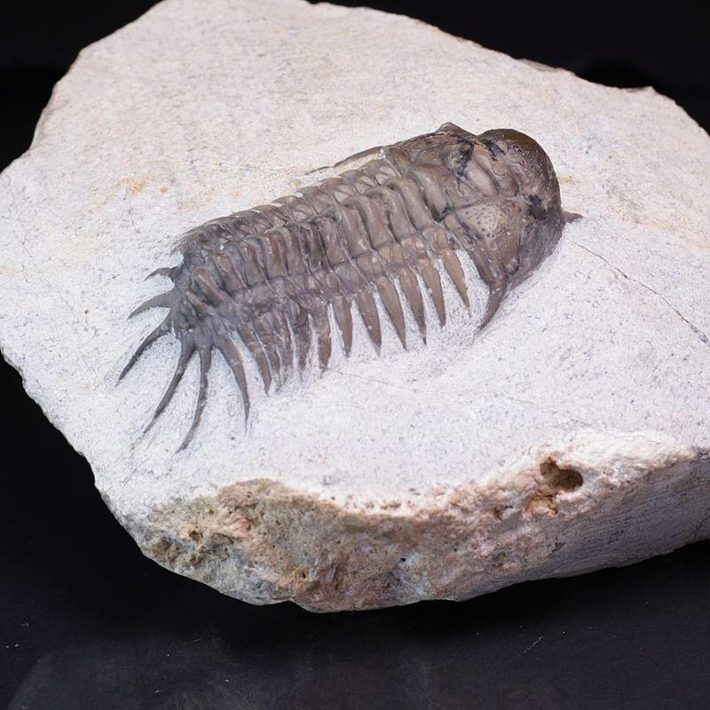  Trilobitt (Cyrtometopus sp)