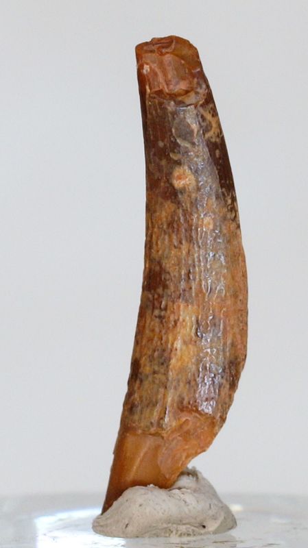 Tann av flygeøgle (pterosaur)