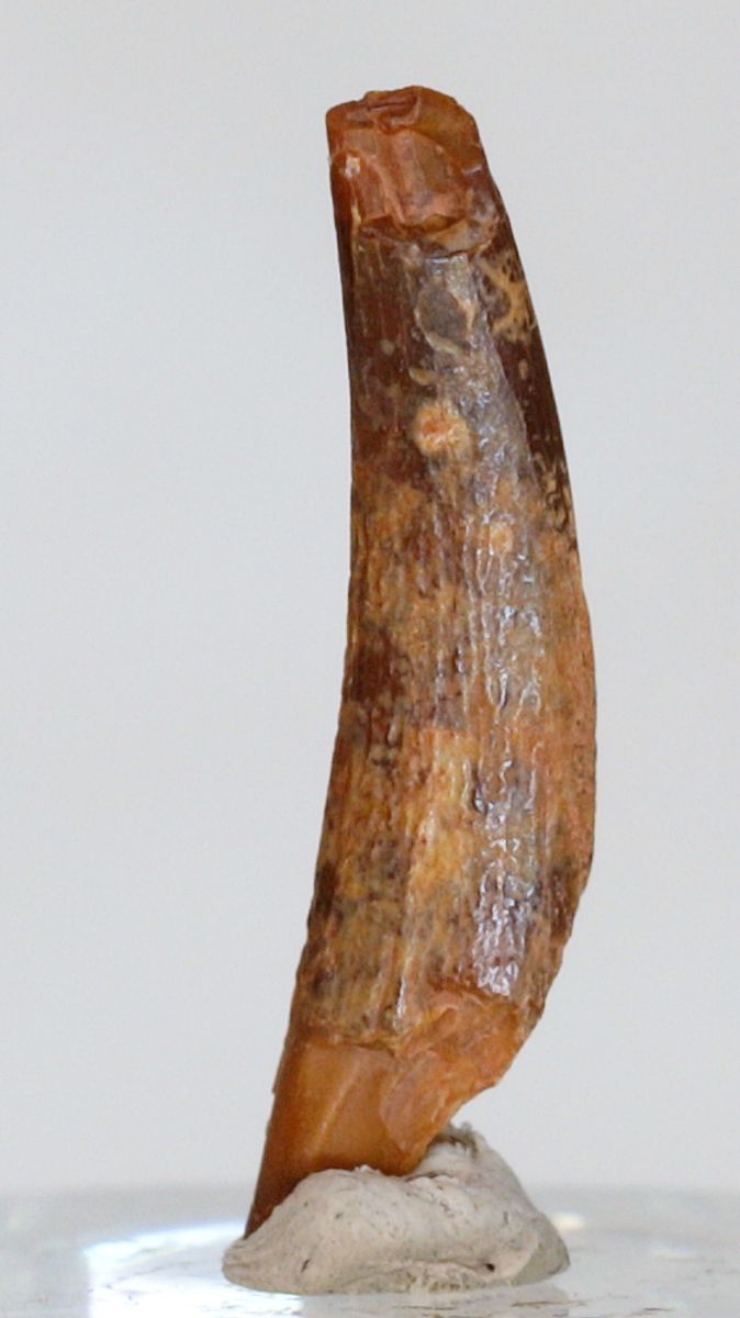 Tann av flygeøgle (pterosaur)