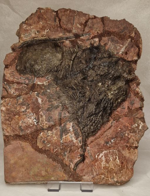 Hovedbilde Steinplate med sjøliljefossiler (Scyphocrinites elegans)