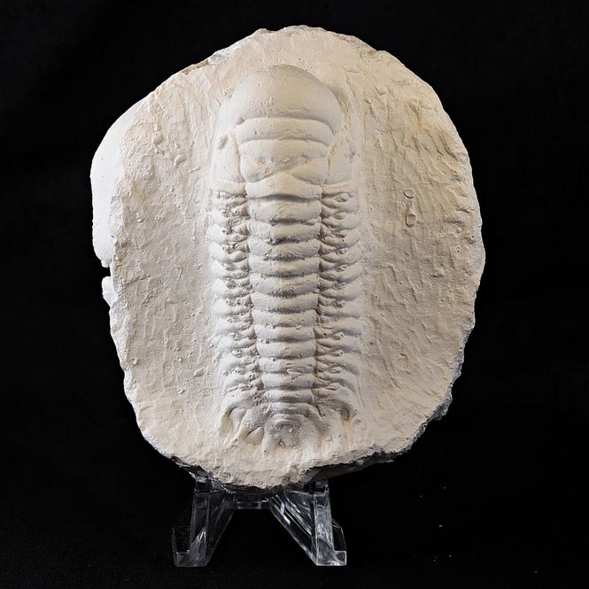 Hovedbilde Trilobitt i gips: Crotalocephalus