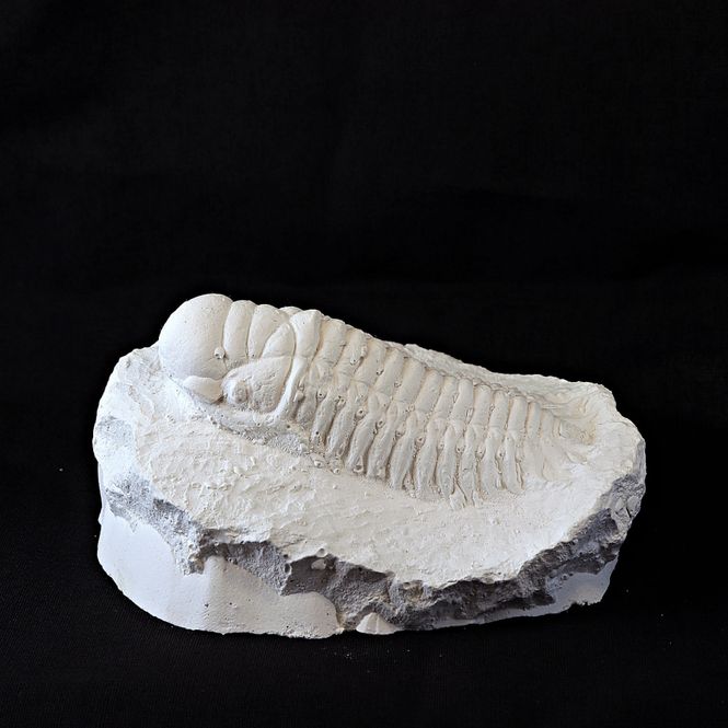Hovedbilde Trilobitt i gips: Crotalocephalus