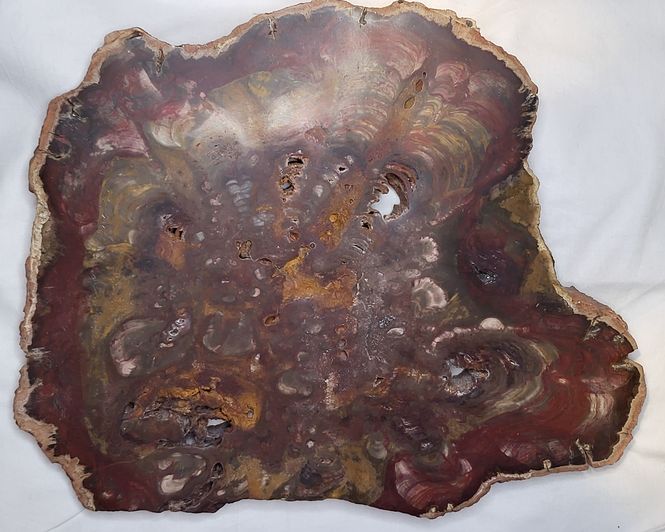 Hovedbilde Skive av fossil frøbregne (Rhexoxylon sp.), Zimbabwe