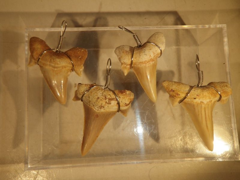 Anheng med fossil haitann, 2 cm, (Otodus)