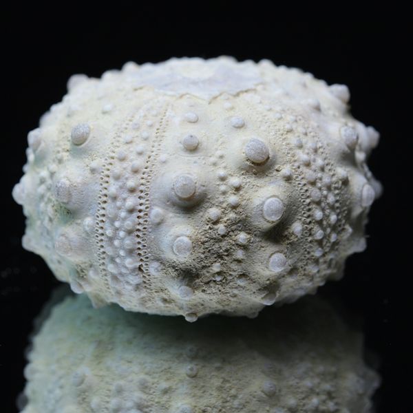 Hovedbilde Fossil kråkebolle/sjøpinnsvin (Goniopygus emmae)