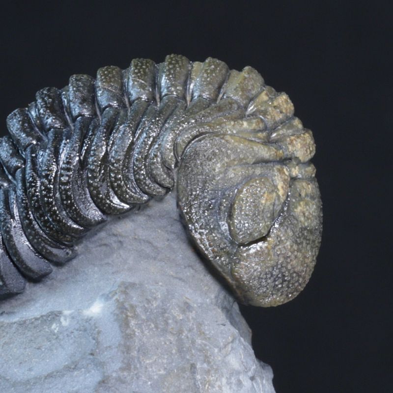 Trilobitt (Morocops forteyi)