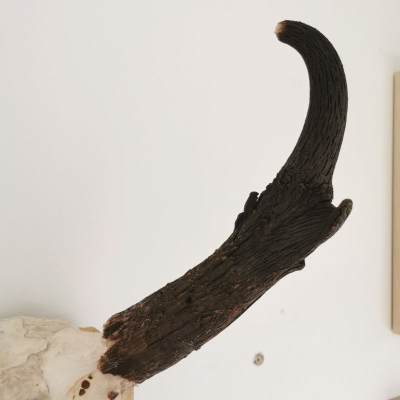 Gaffelantilope, horn (Antilocapra americana)