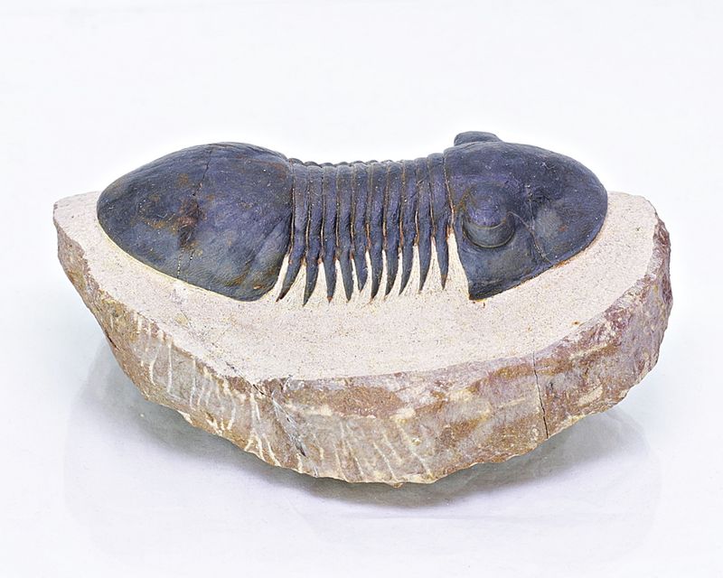 Trilobitt (Paralejurus spatuliformis)