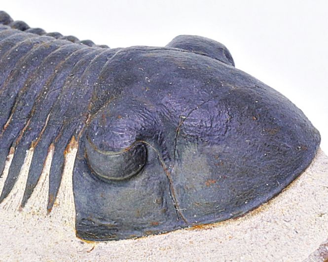 Hovedbilde Trilobitt (Paralejurus spatuliformis)