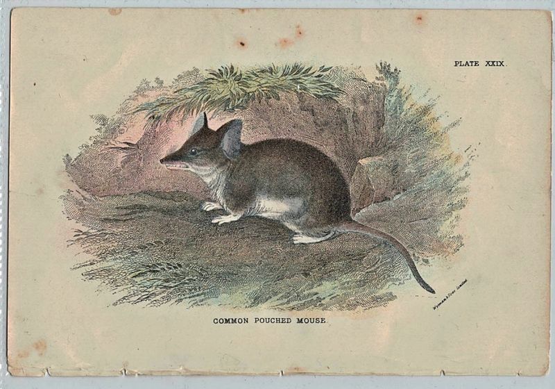 Antikt trykk: Pungmus (Sminthopsis murina)