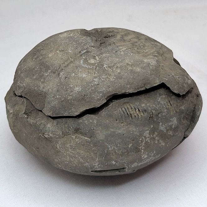 Hovedbilde Ammonitt (Dactylioceras sp.), delt nodul, Whitby, England