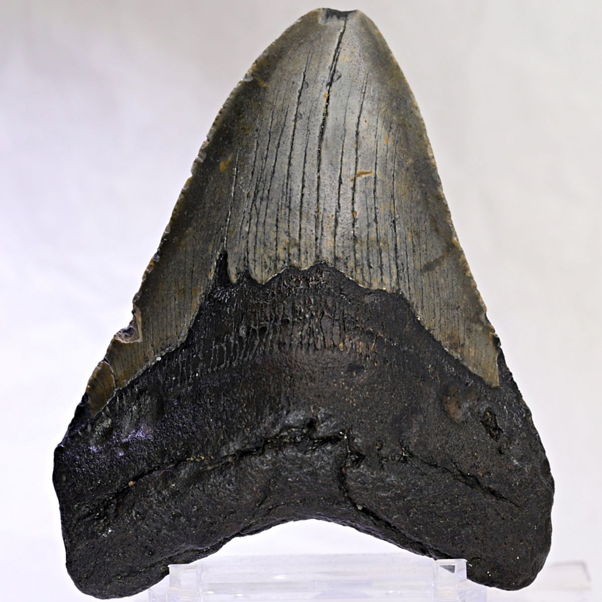 Megalodon-tann (10,5 cm), South Carolina, USA