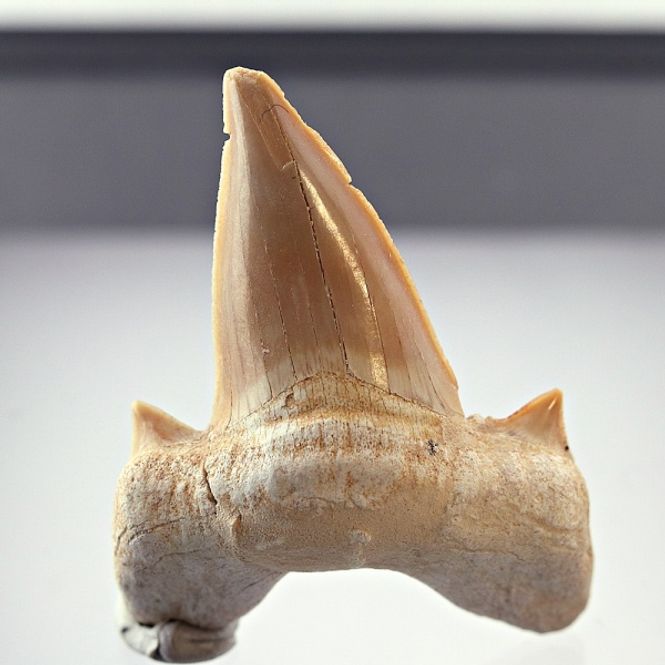 Hovedbilde Fossil haitann (Otodus obliquus) i gaveeske, 5-6 cm
