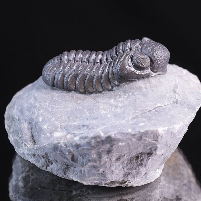 Hovedbilde  Trilobitt (Adrisiops weugi)