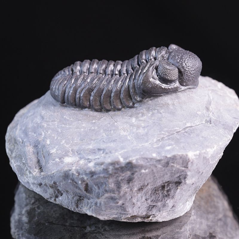  Trilobitt (Adrisiops weugi)