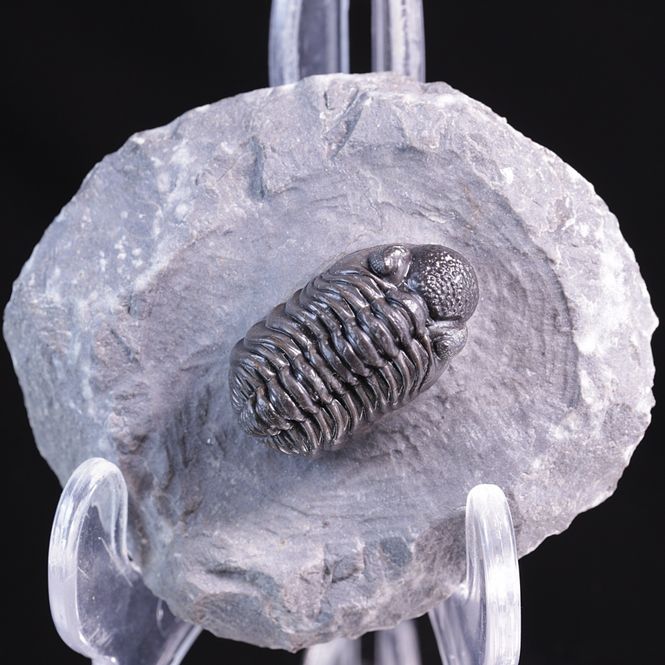 Hovedbilde  Trilobitt (Adrisiops weugi)