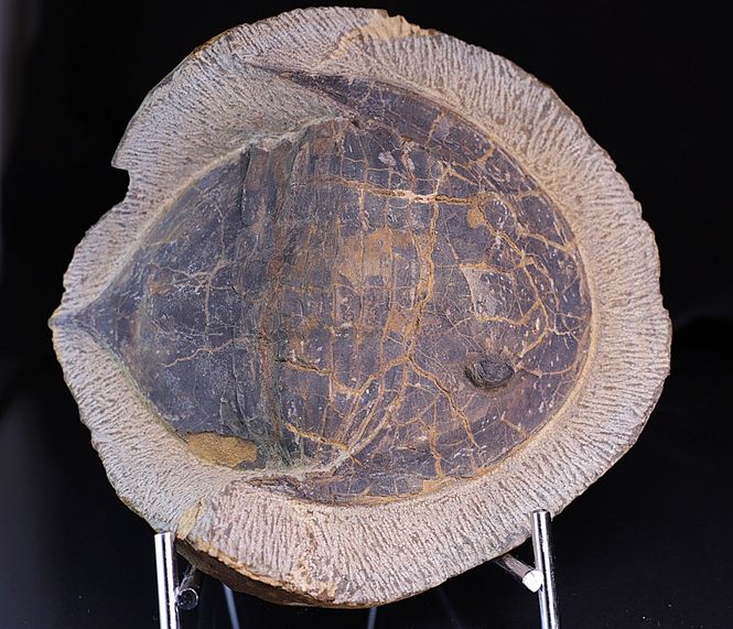 Hovedbilde Megistaspis (Ekeraspis) sp