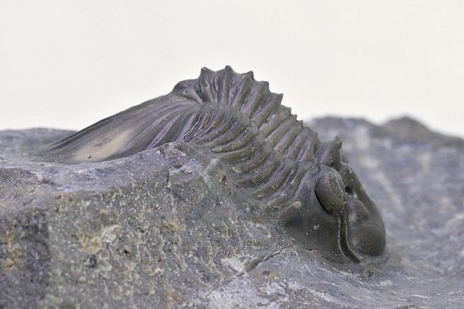Hovedbilde  Trilobitt (Scabriscutellum furciferum)
