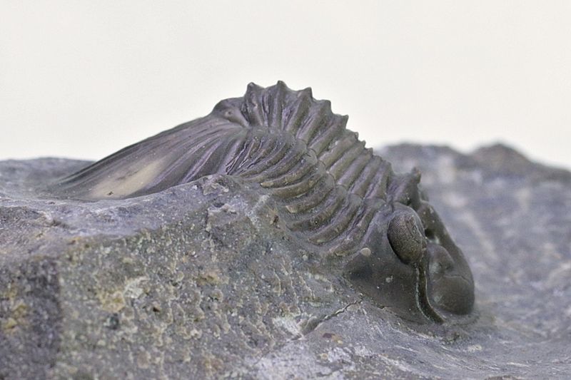  Trilobitt (Scabriscutellum furciferum)