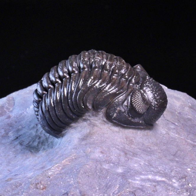 Hovedbilde  Trilobitt (Adrisiops weugi)