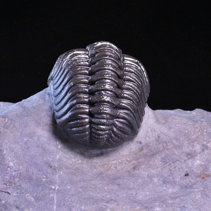  Trilobitt (Adrisiops weugi)
