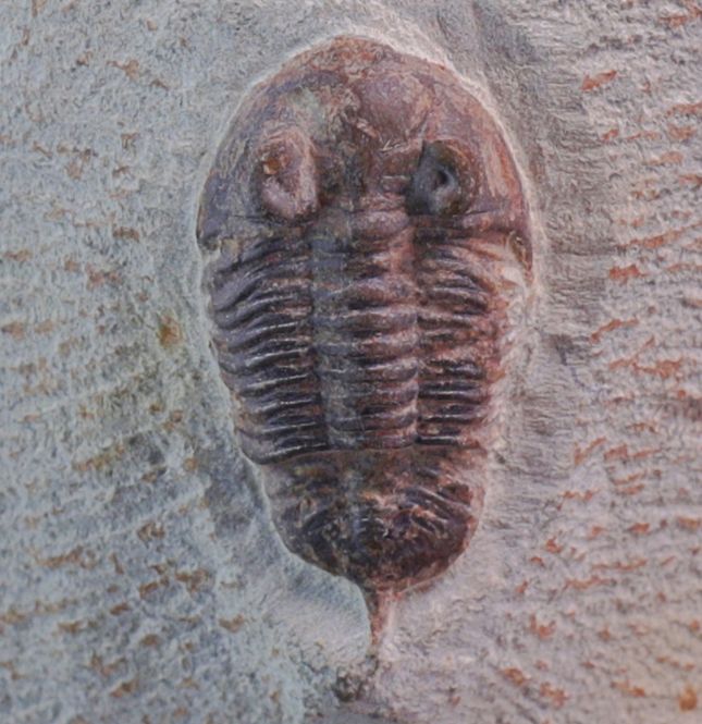 Hovedbilde Trilobitt ( Destombesina tafilaltensis)