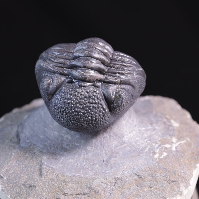 Hovedbilde Trilobitt (Pedinopariops vagabundus)
