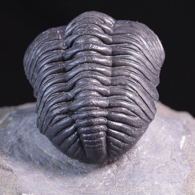 Hovedbilde Trilobitt (Pedinopariops vagabundus)