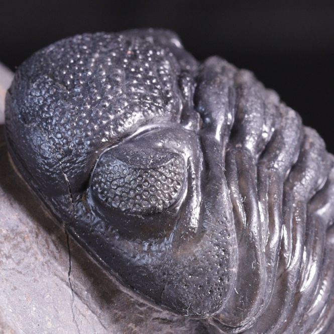 Hovedbilde Trilobitt (Pedinopariops vagabundus)