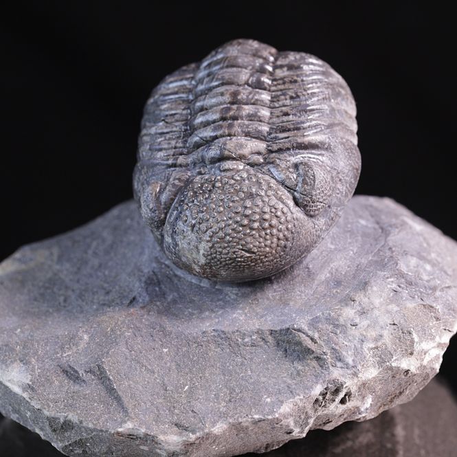 Hovedbilde Trilobitt (Pedinopariops vagabundus)