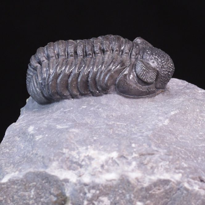 Hovedbilde  Trilobitt (Adrisiops weugi)