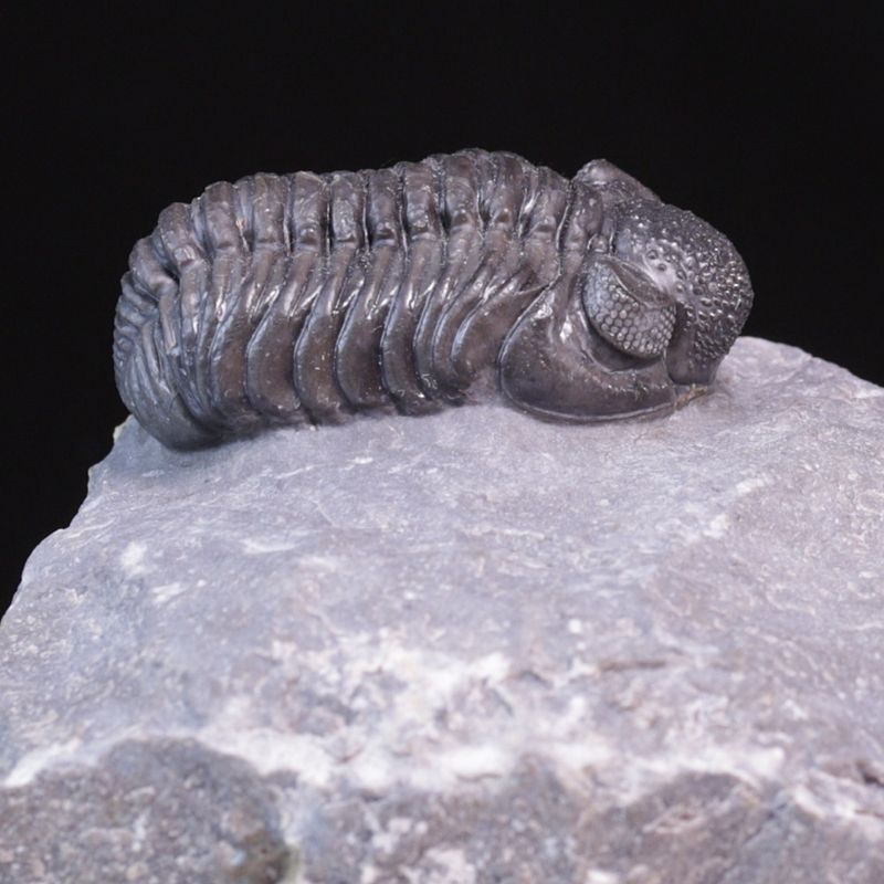  Trilobitt (Adrisiops weugi)