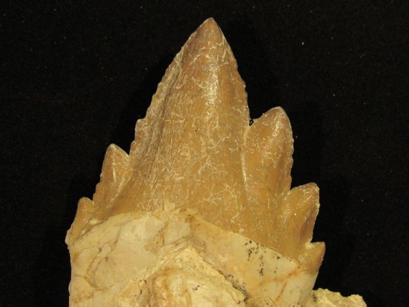 Diger basilosaurus-tann (primitiv hval)
