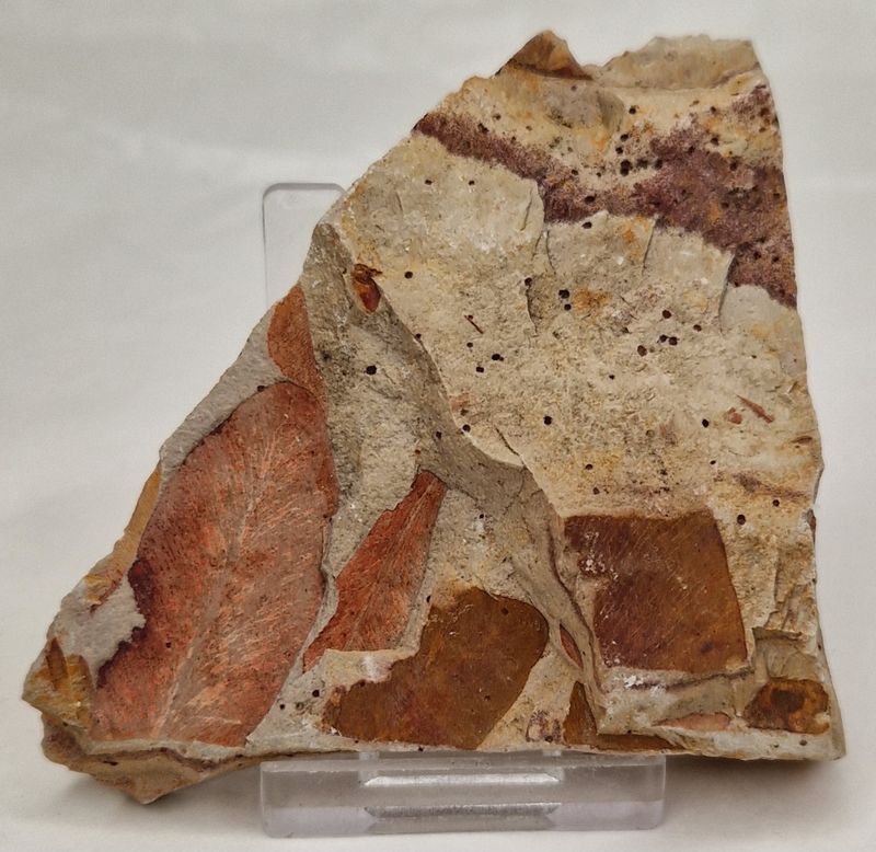 Glossopteris bladfossil (250 mill år)