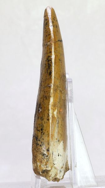 Hovedbilde Carcharodontosaurus-tann, 7,7 cm