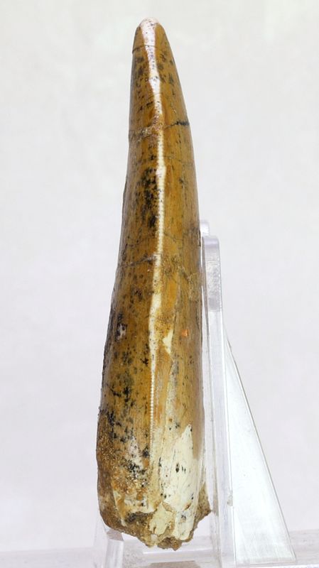 Carcharodontosaurus-tann, 7,7 cm