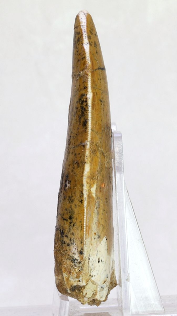 Carcharodontosaurus-tann, 7,7 cm