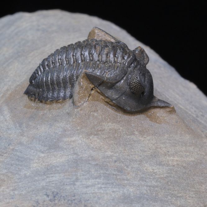 Hovedbilde  Trilobitt Pseudocryphaeus (Cryphina) sp., 410 mill. år