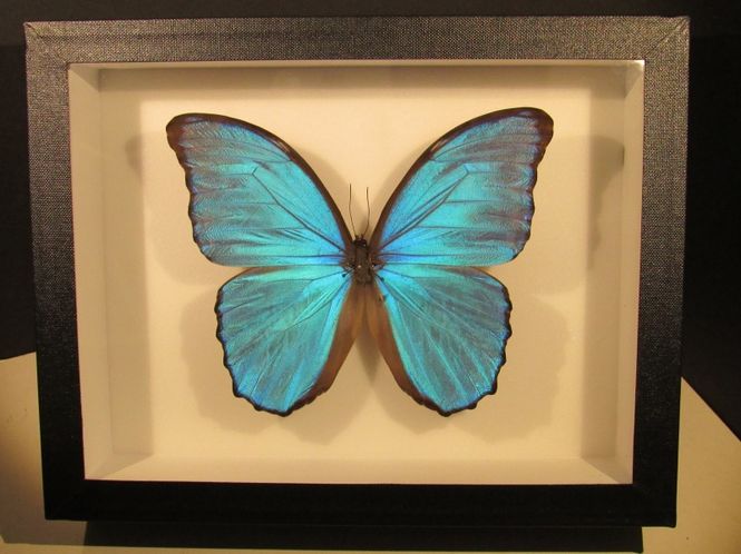 Hovedbilde Innrammet blå morpho (Morpho menelaus didius), Peru