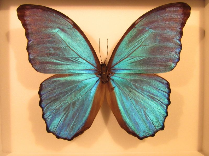 Innrammet blå morpho (Morpho menelaus didius), Peru